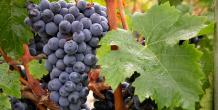 images/categorieimages/Cabernet Franc grape.jpg
